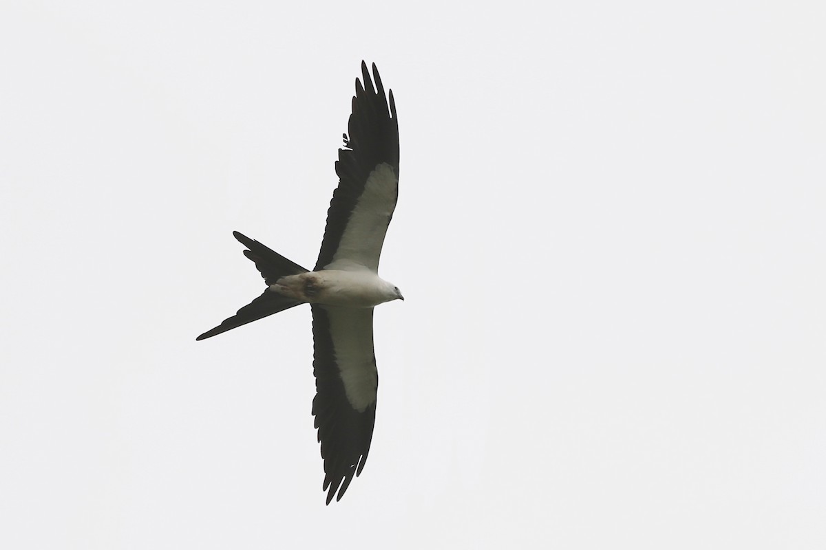 Swallow-tailed Kite - Roger Woodruff