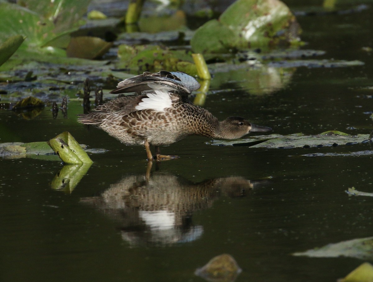Blue-winged Teal - ML263445481