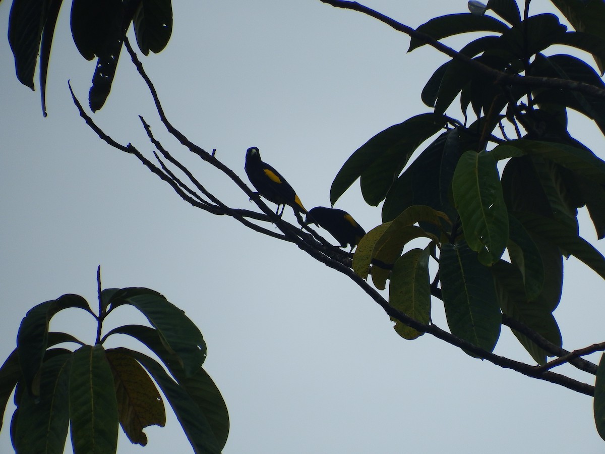 Yellow-rumped Cacique - ML263446921