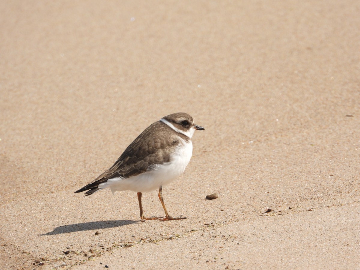 Semipalmated Plover - ML263448541