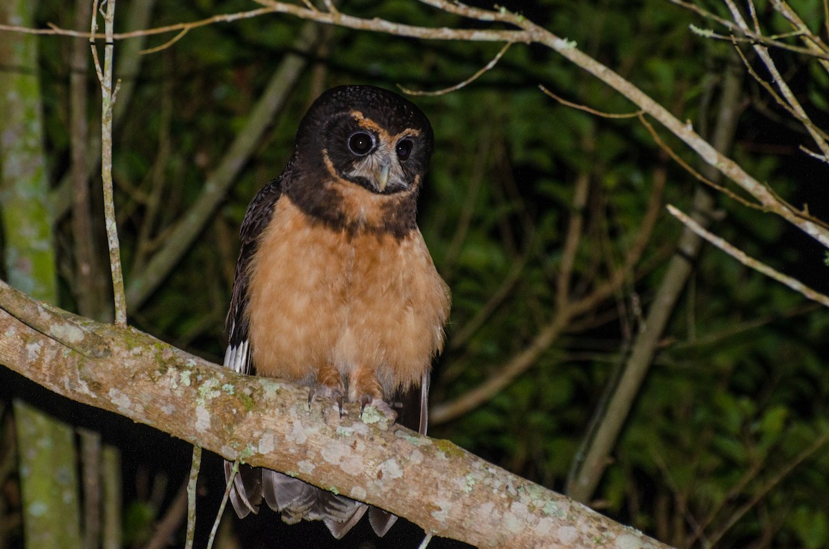 Tawny-browed Owl - ML263453721