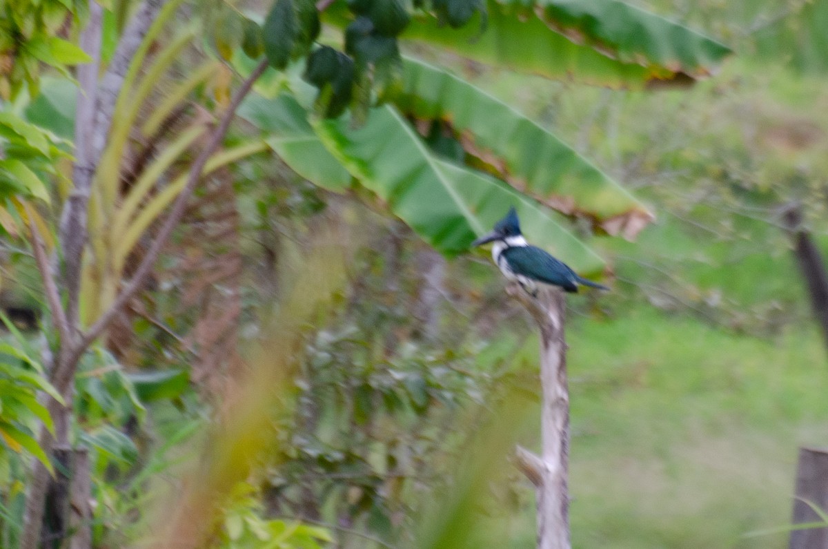 Amazon Kingfisher - Marcos Eugênio Birding Guide