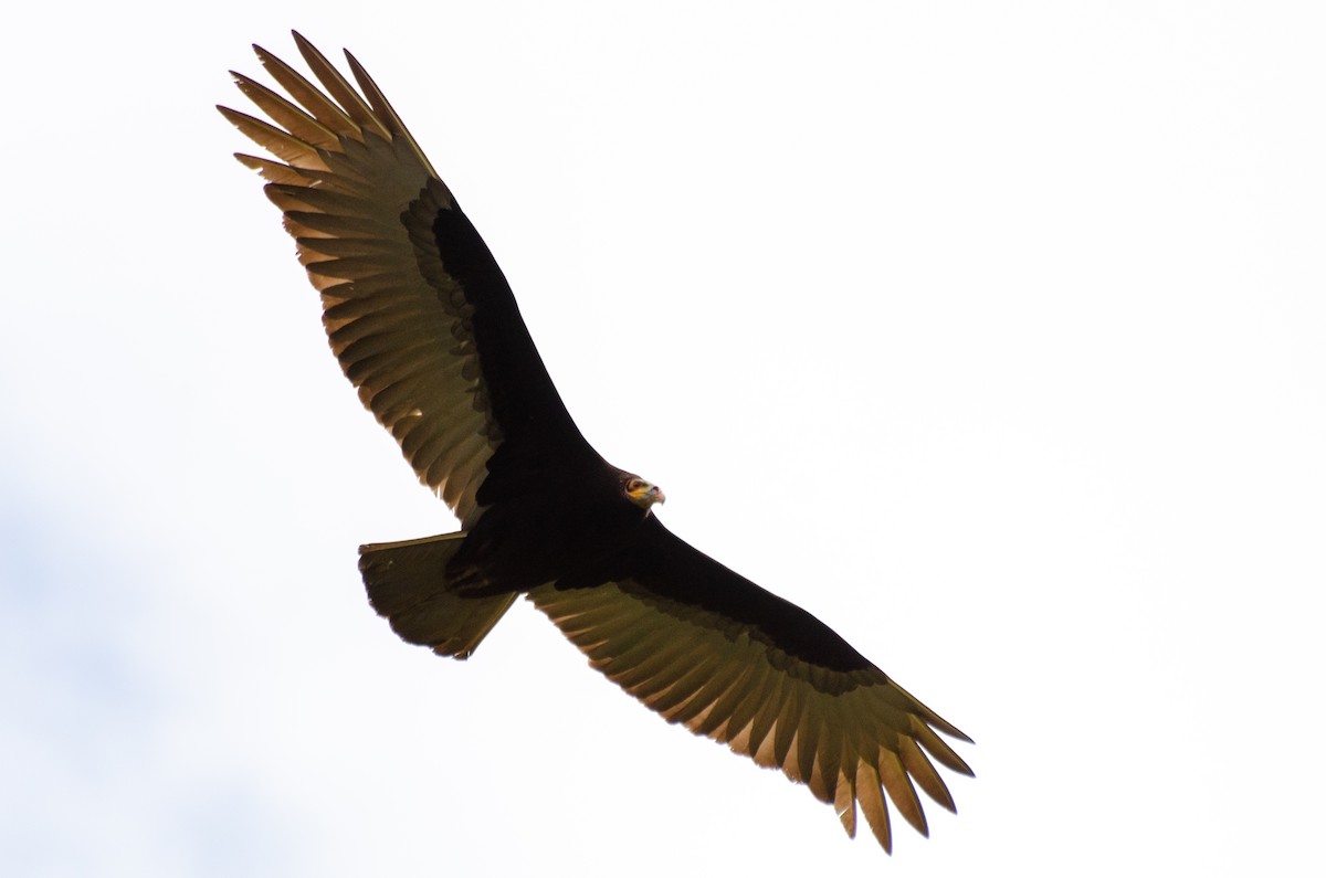 Lesser Yellow-headed Vulture - Marcos Eugênio Birding Guide