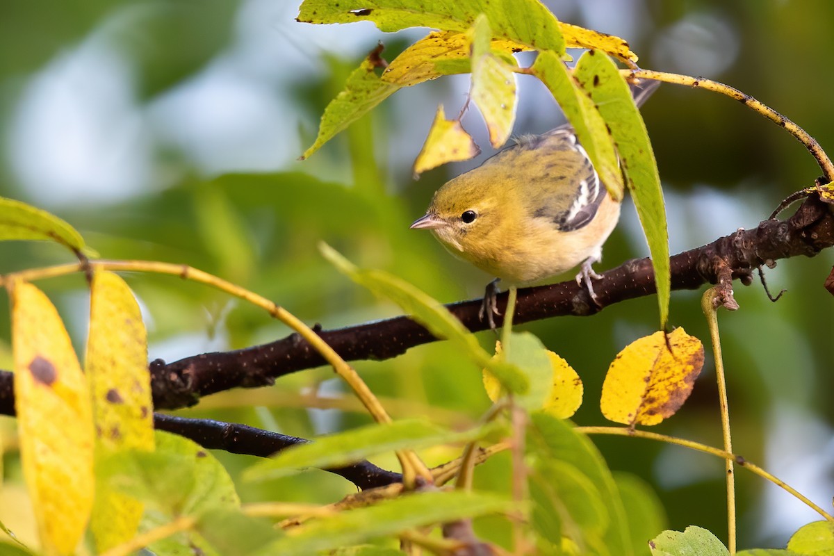 Bay-breasted Warbler - ML263459461