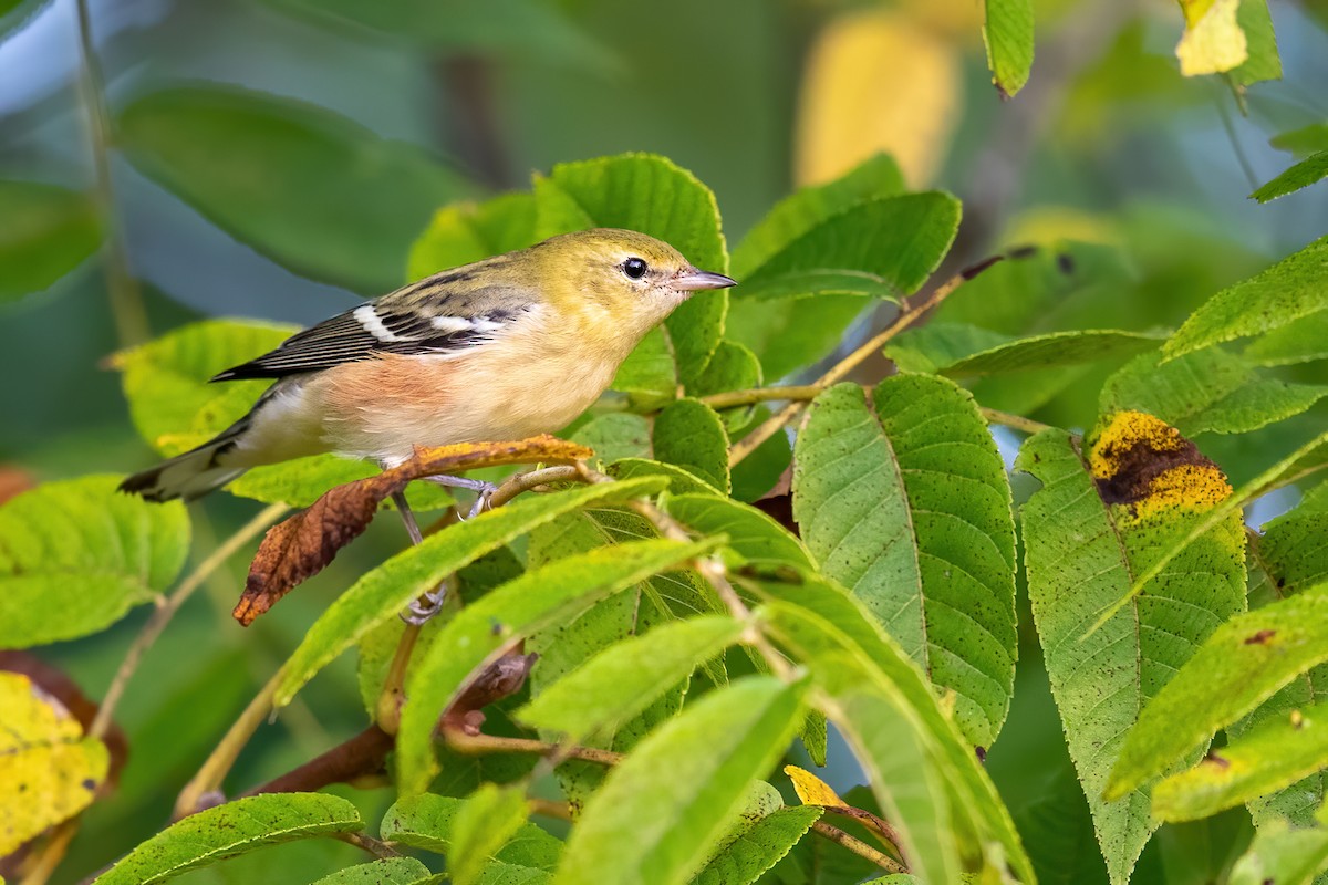 Bay-breasted Warbler - ML263459481