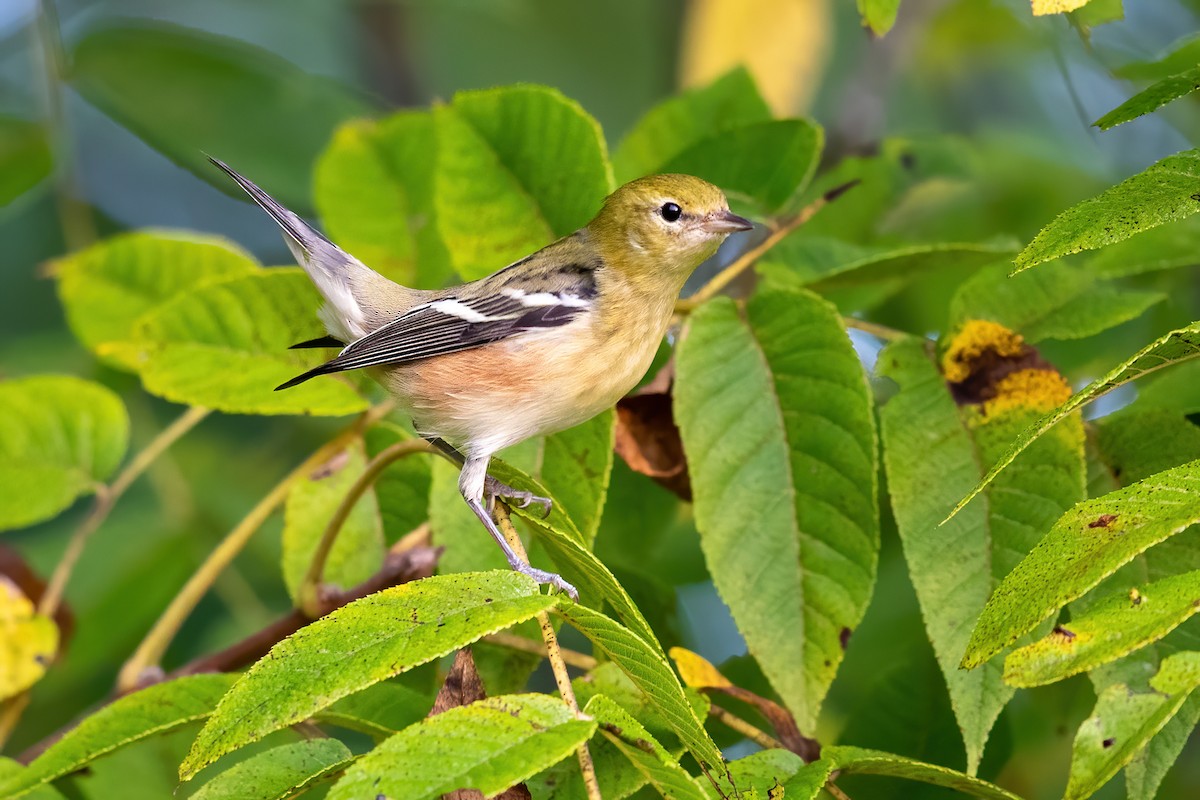 Bay-breasted Warbler - ML263459501