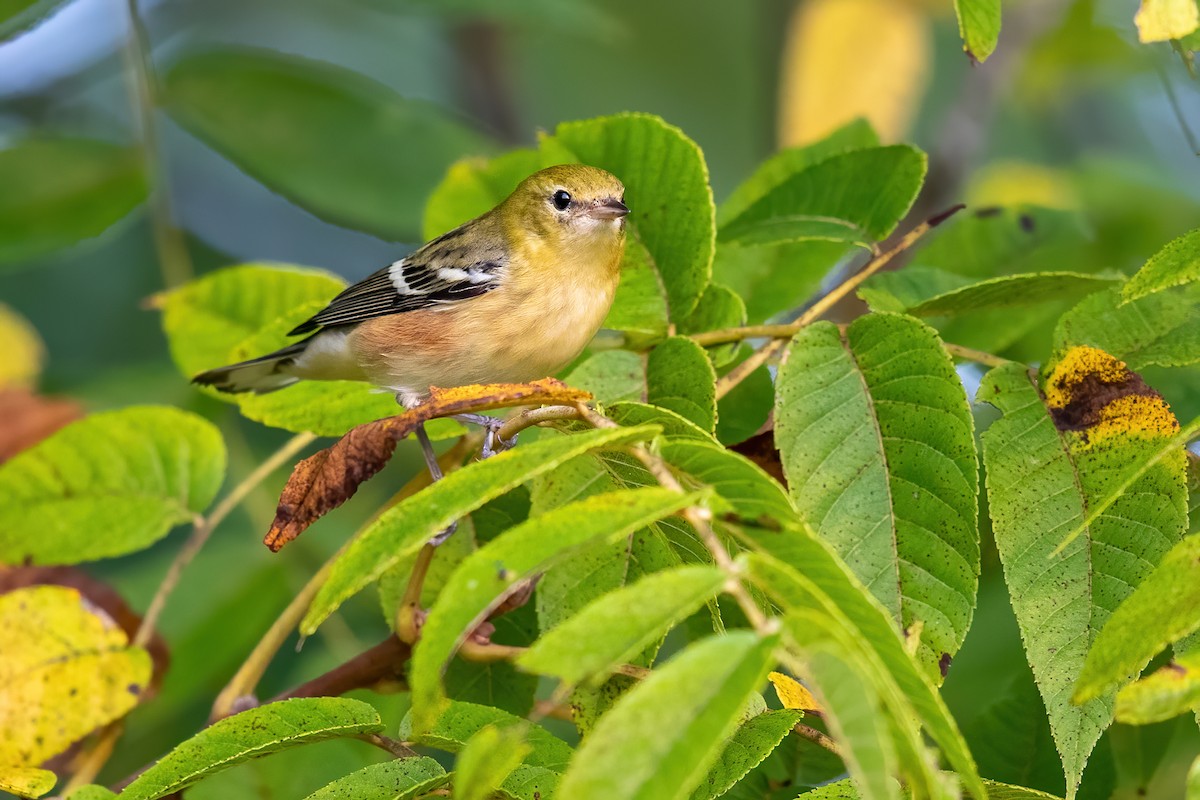 Bay-breasted Warbler - ML263459511