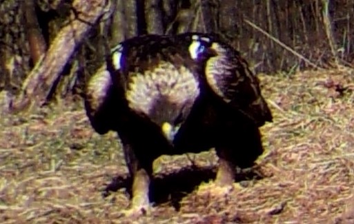 Image from camera trap capture showing epaulets. -  - 
