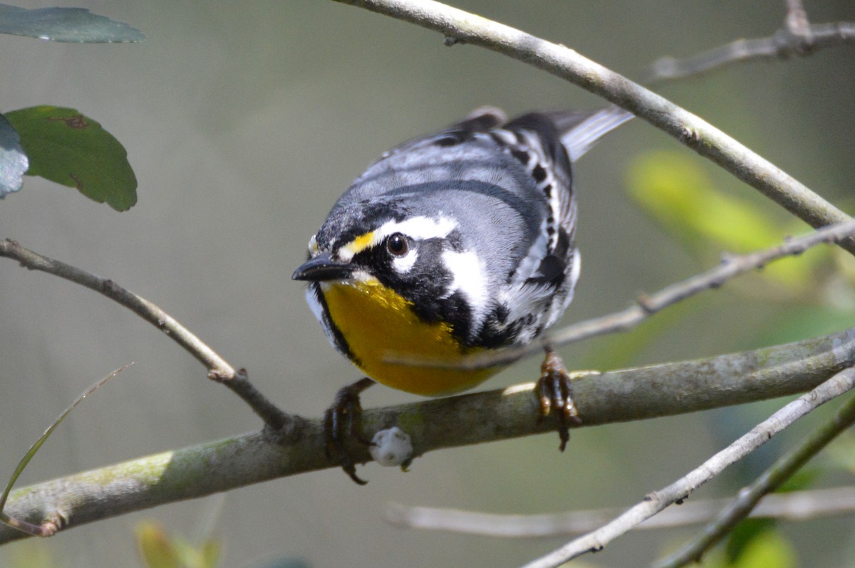 Yellow-throated Warbler - Perry Doggrell