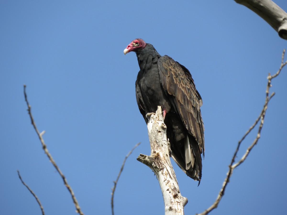 Turkey Vulture - Jody Allair