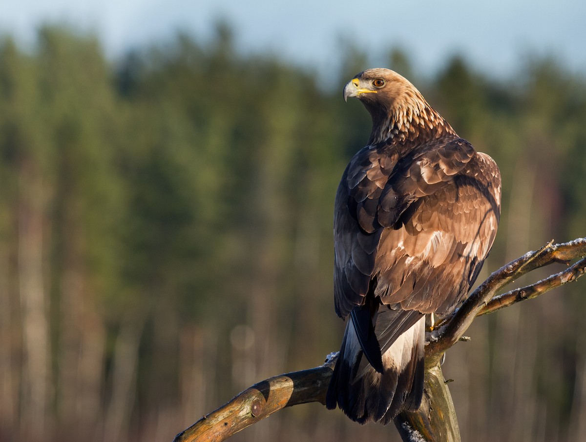 Golden Eagle - Lars Petersson | My World of Bird Photography