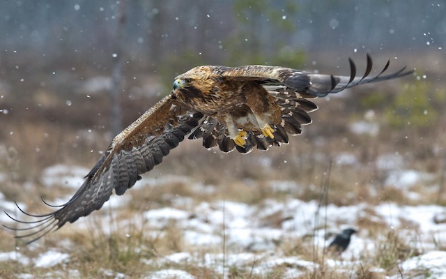 Golden Eagle - eBird