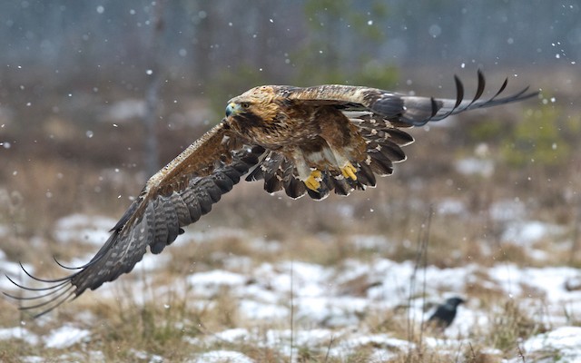 Golden Eagle (Sweden). - Golden Eagle - 