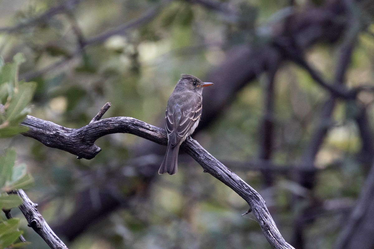 Greater Pewee - ML263462541