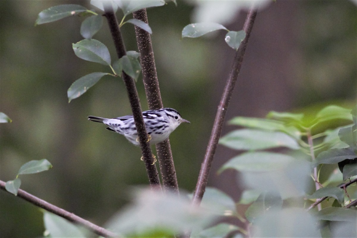 Black-and-white Warbler - ML263463041
