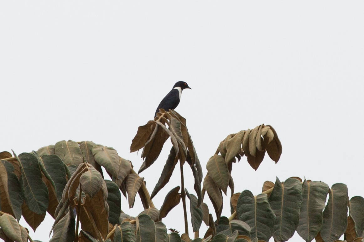 White-collared Starling - ML263467881