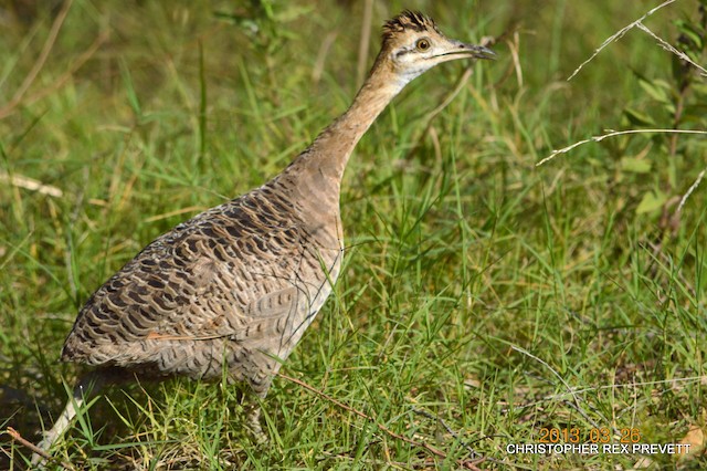 Red-winged Tinamou