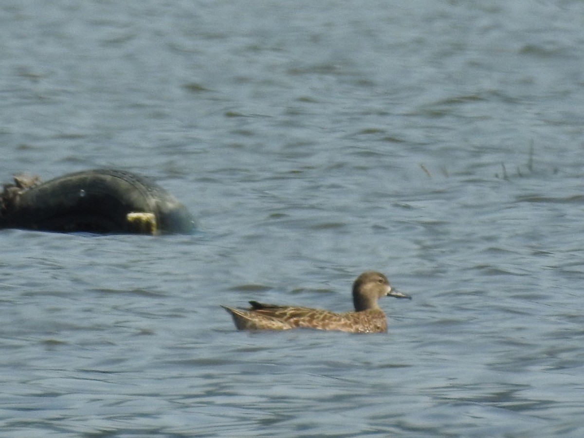 Blue-winged Teal - ML263470771