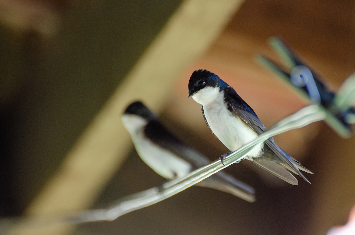 Blue-and-white Swallow - ML263472391