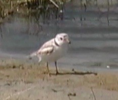 Piping Plover - ML263472581