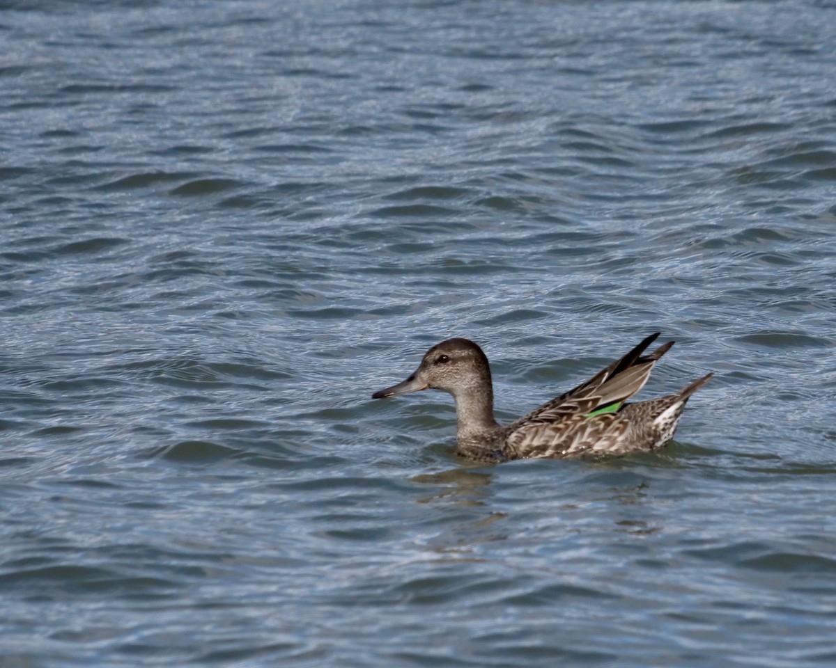 Green-winged Teal - ML263475861