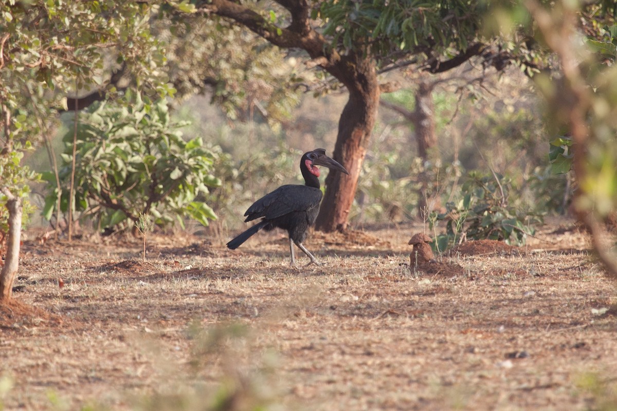 Abyssinian Ground-Hornbill - Simon Colenutt