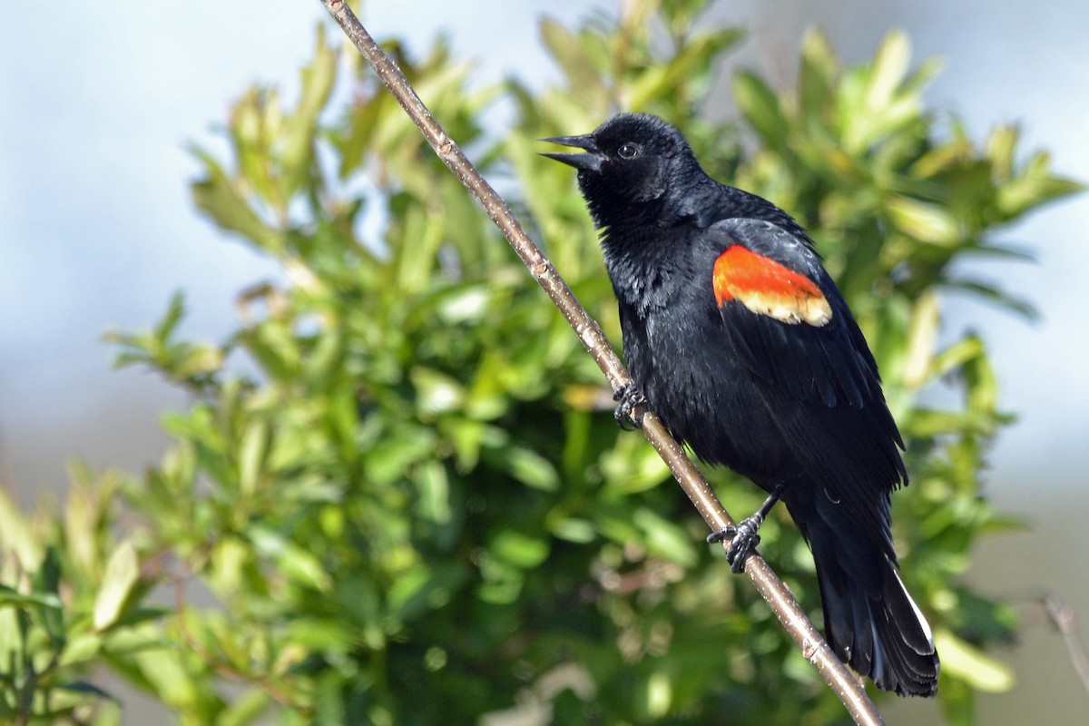 Red-winged Blackbird - Vern Faber