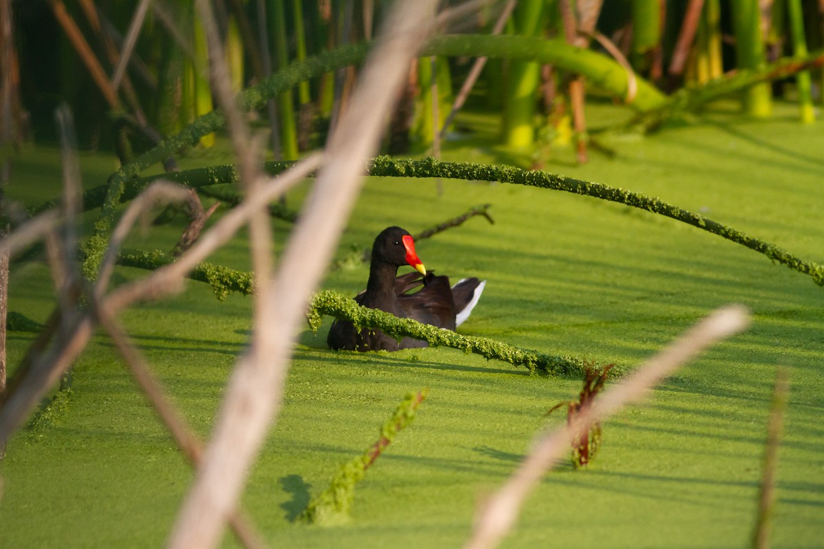 Common Gallinule - Nathan French