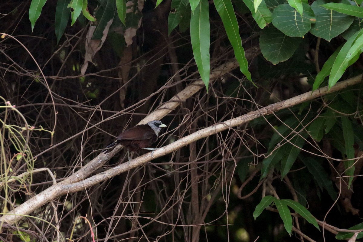 Capuchin Babbler (Gray-hooded) - Paul French