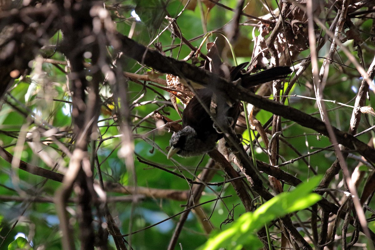 Capuchin Babbler (Gray-hooded) - ML263483171