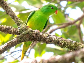  - Meek's Lorikeet