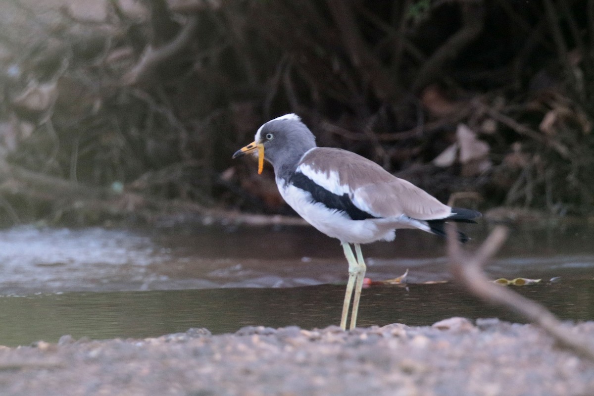 White-crowned Lapwing - Paul French