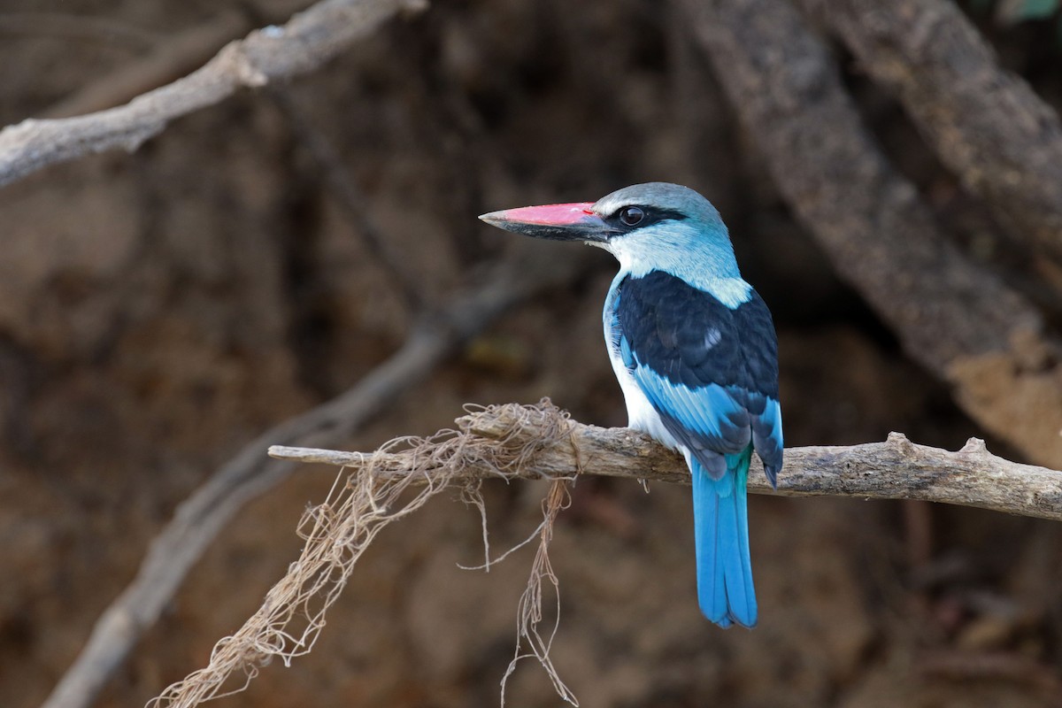 Blue-breasted Kingfisher - ML263486861
