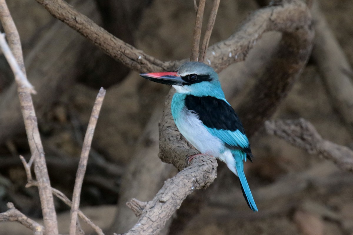 Blue-breasted Kingfisher - Paul French