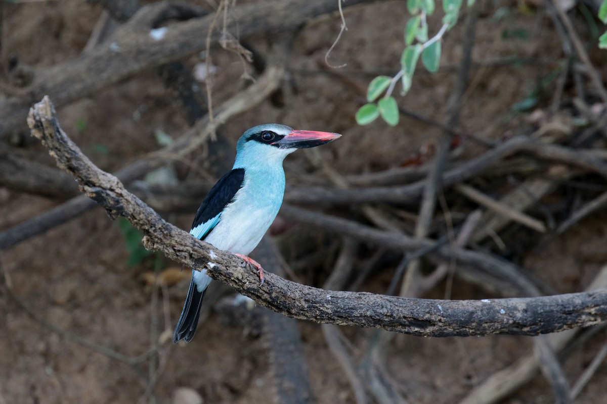 Blue-breasted Kingfisher - ML263486881