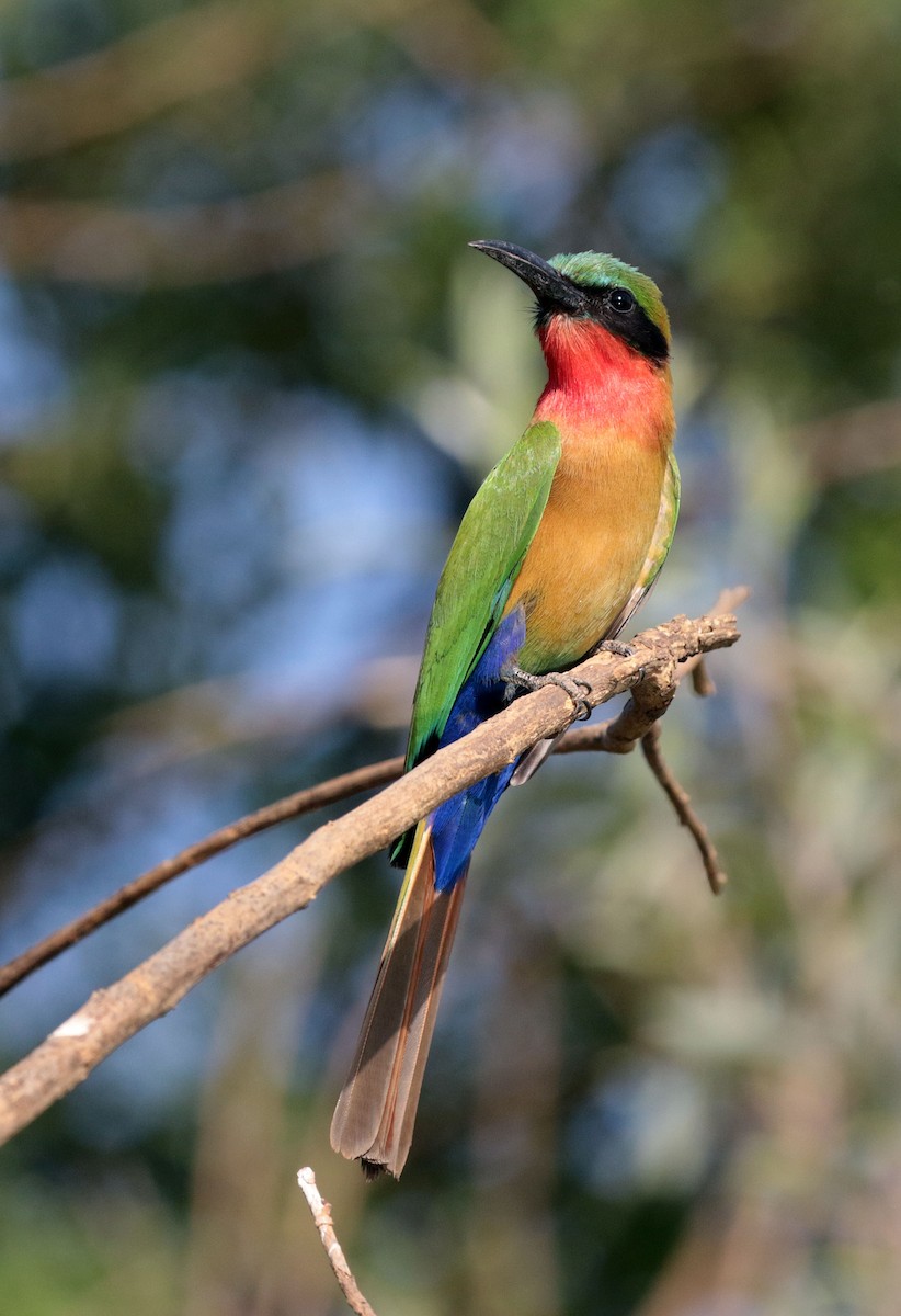 Red-throated Bee-eater - ML263487041
