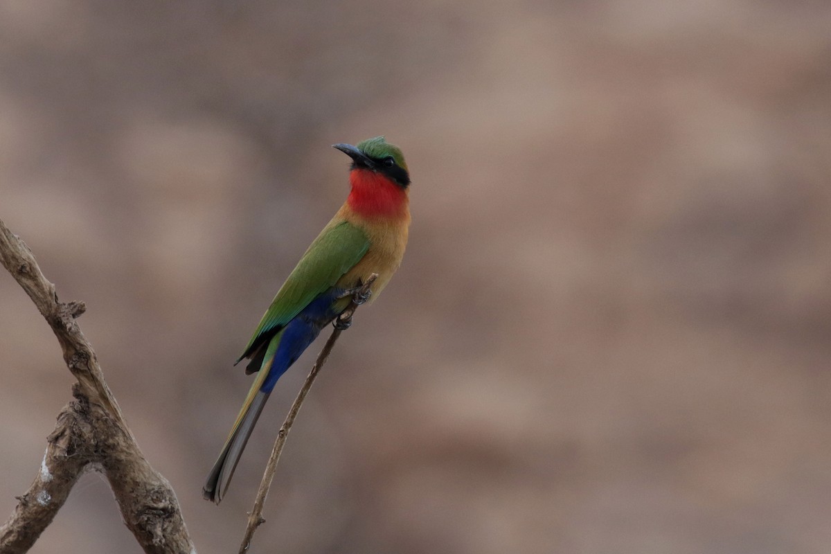 Red-throated Bee-eater - ML263487071