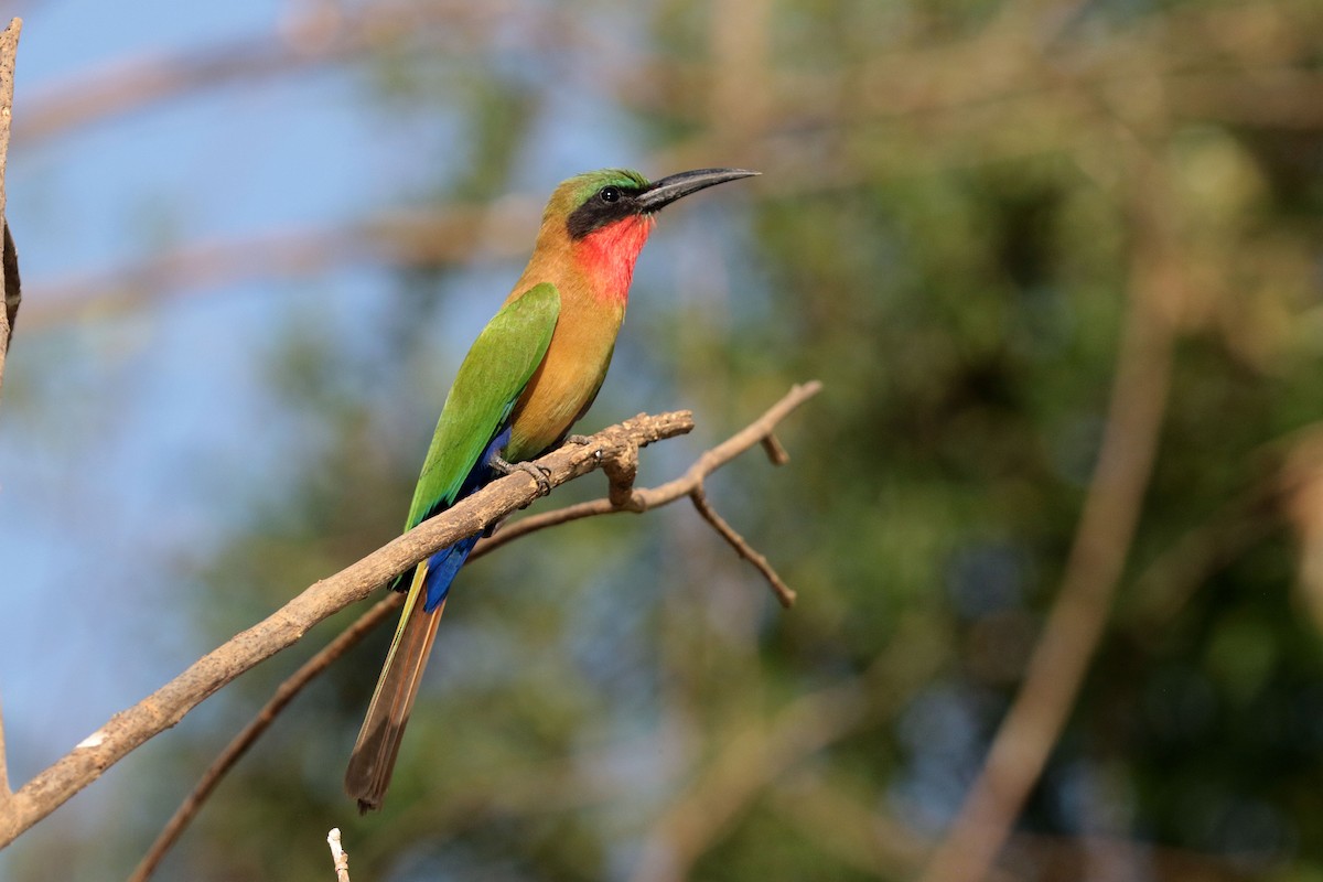 Red-throated Bee-eater - ML263487081