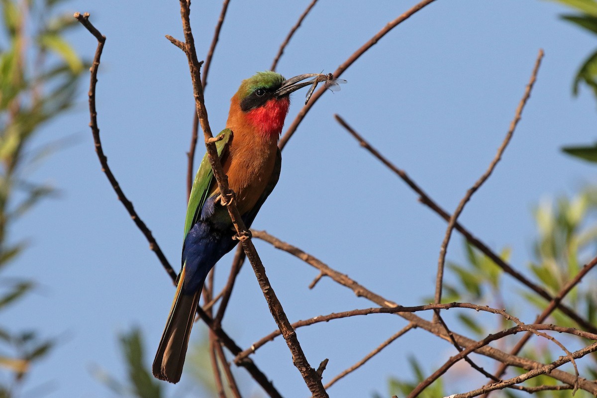 Red-throated Bee-eater - ML263487091