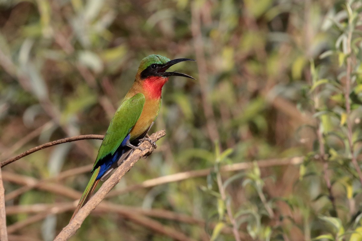 Red-throated Bee-eater - ML263487101