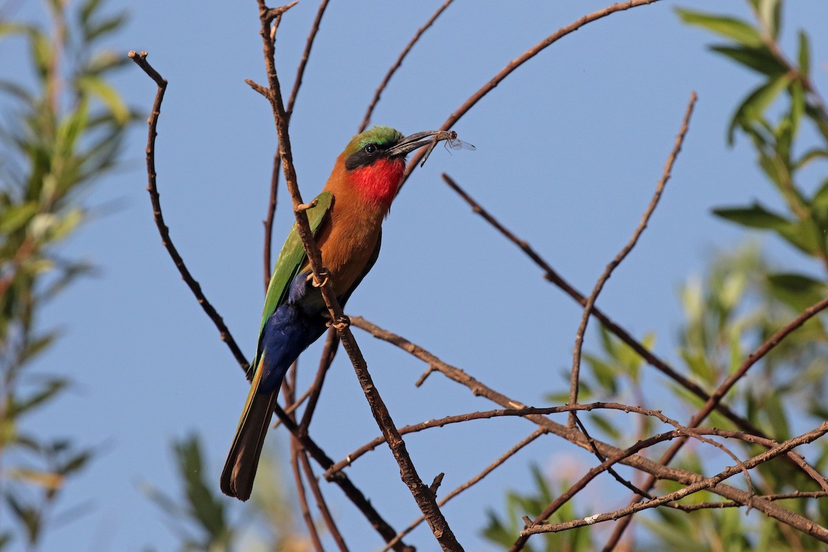 Red-throated Bee-eater - ML263487111