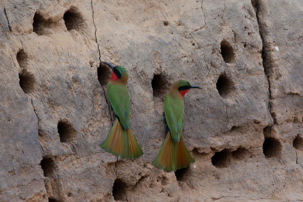 Red-throated Bee-eater - ML263487131