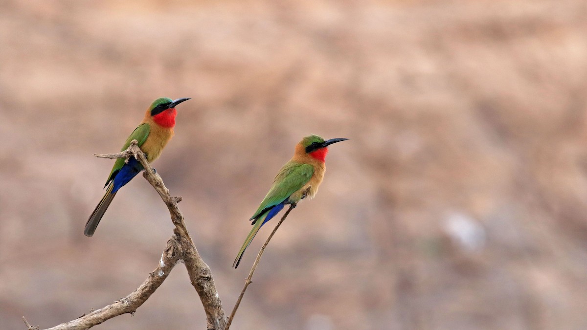 Red-throated Bee-eater - ML263487141