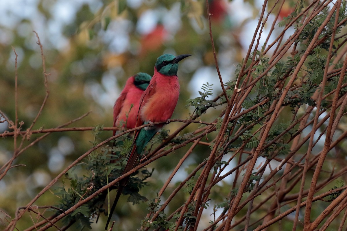 Northern Carmine Bee-eater - Paul French
