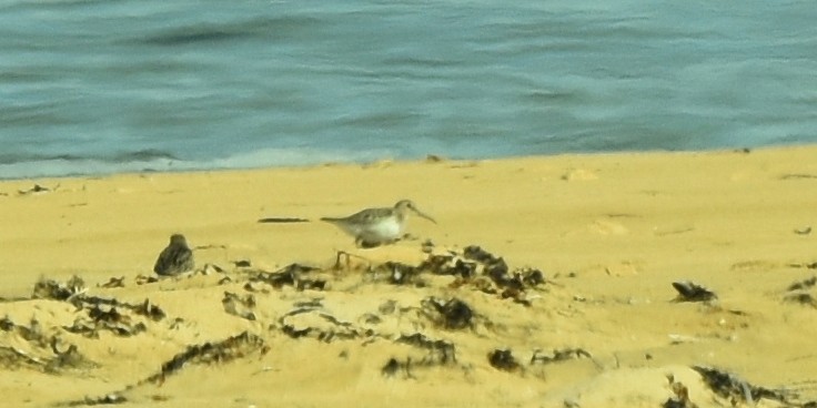 Curlew Sandpiper - Blair Whyte