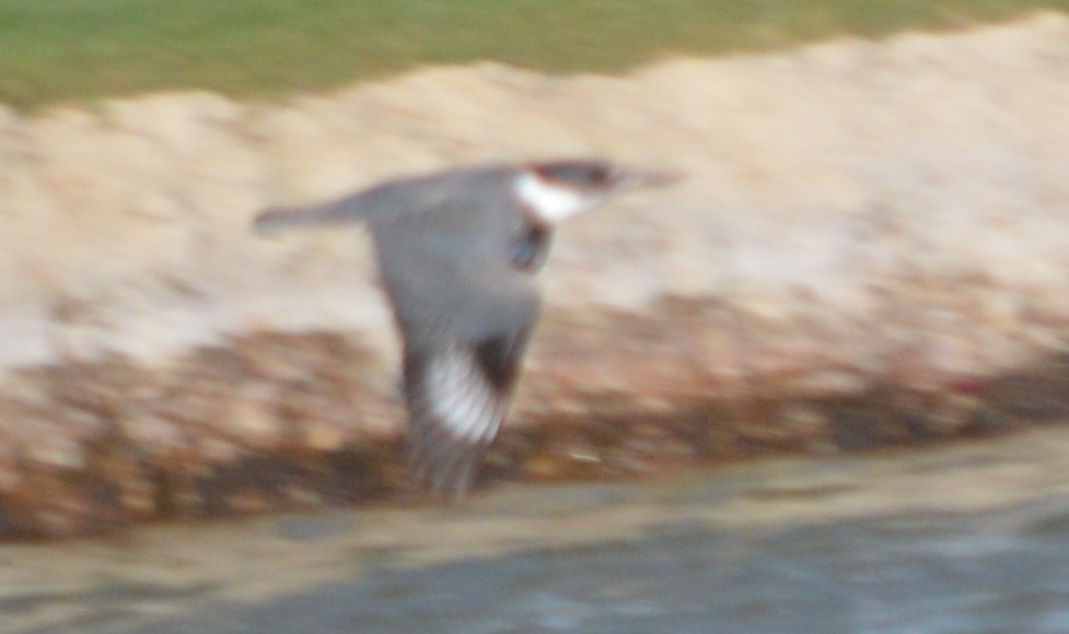 Belted Kingfisher - ML26348911