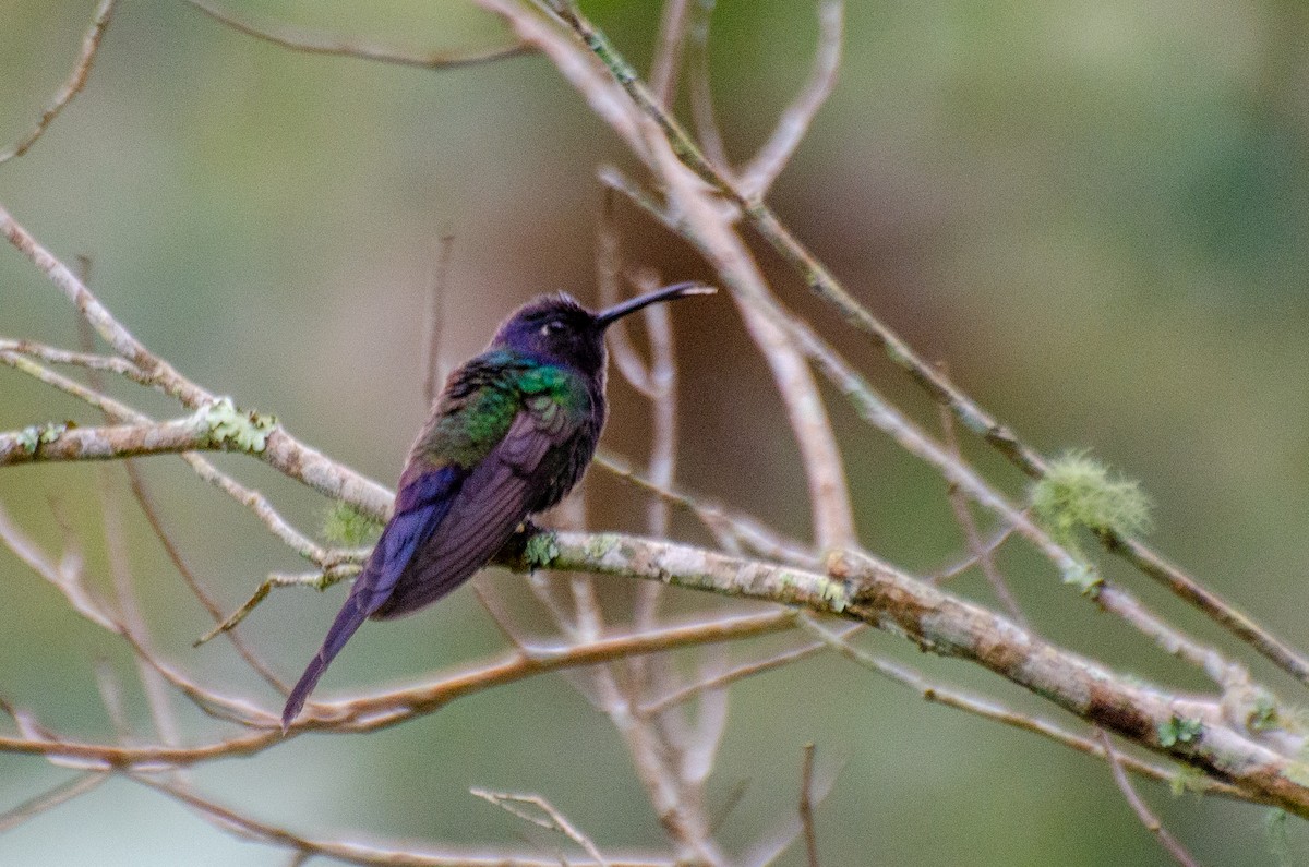 Swallow-tailed Hummingbird - ML263490201