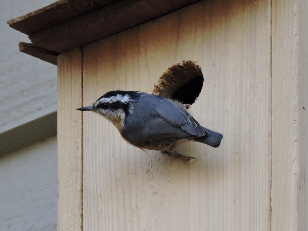 Red-breasted Nuthatch - ML263493501