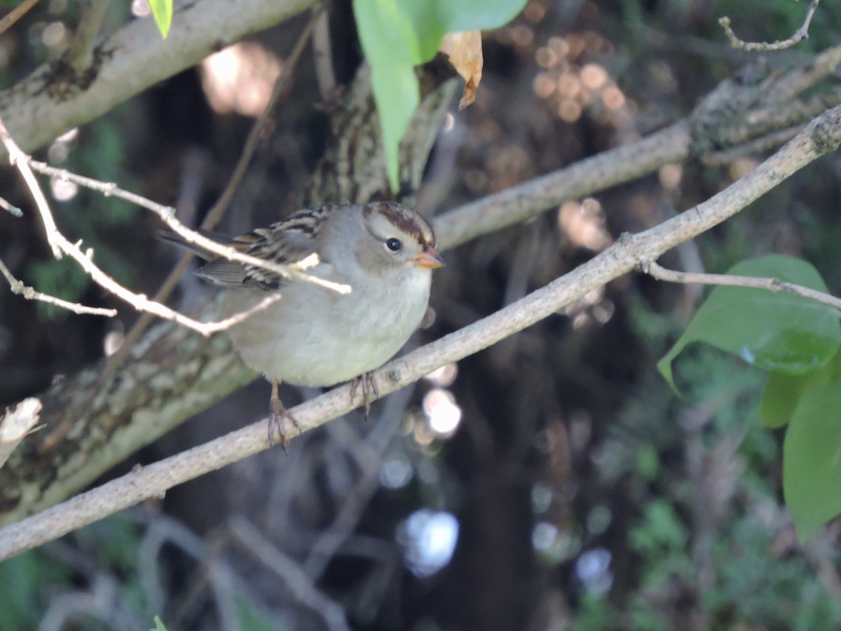 White-crowned Sparrow - ML263493851