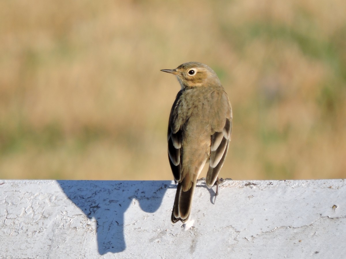 American Pipit - Aaron Roberge